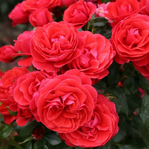 Rosa Cherry Girl® - colore rosso - rose floribunde